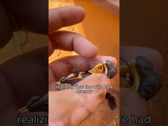 A young bird that accidentally ingested the wire. #healing #animals #birds #unbelievable #shorts