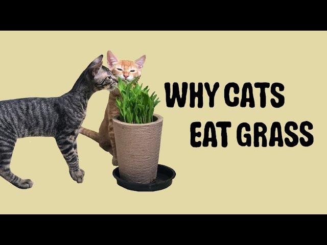 WHY DO CATS EAT GRASS?