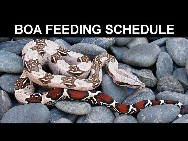 How Often Should You Feed Your Boa: Optimal Boa Constrictor Feeding Schedule