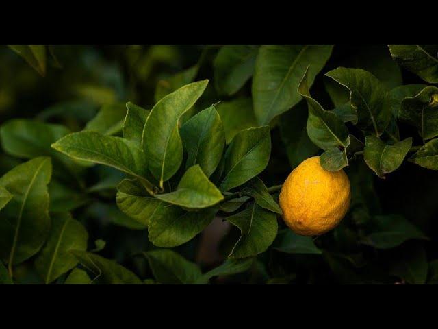 Lemon Appeal: How Lemons are Grown, Packed and Shipped from California with Limoneira Co.