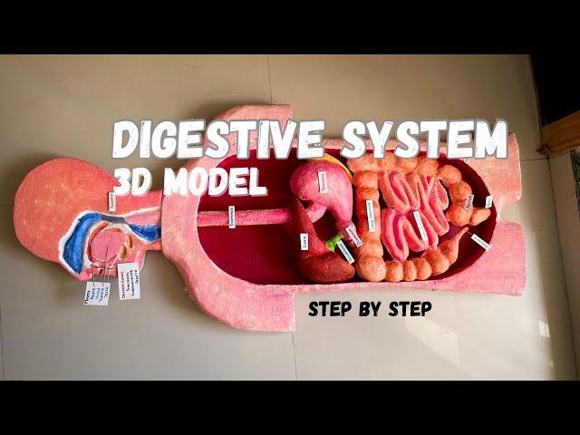 Biology project _ Human Digestive system 3d model #science #medical