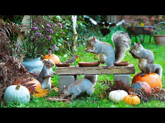 Cat TV  Birds & Squirrels Rummage Around the Pumpkins  Relaxing Videos for Cats 4K HDR