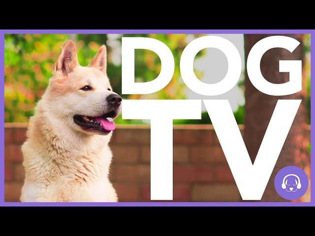 DOG TV - 15 HOURS OF VIRTUAL DOG WALKING - Entertain Your Dog! (HD)