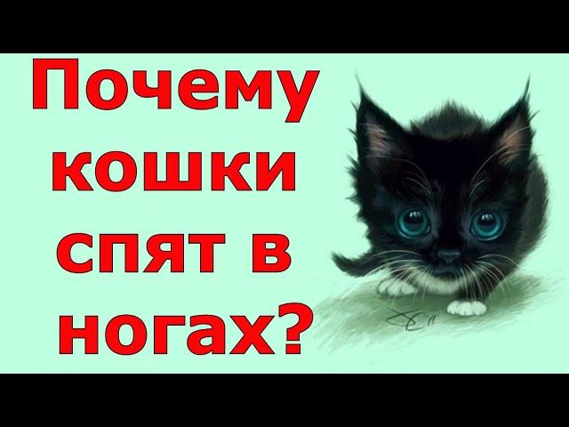 Зачем кошки ложатся спать у хозяина в ногах?