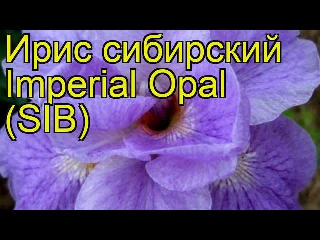 Ирис сибирский Императорский опал. Краткий обзор, описание iris sibirica Imperial Opal (SIB)