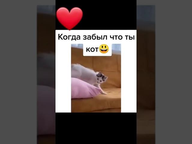 когда забыл что ты кот