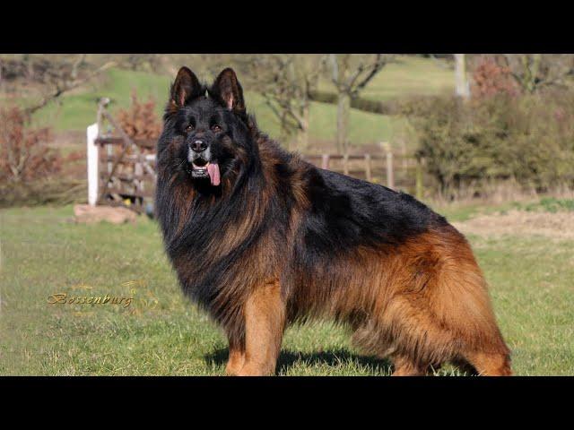 The king my long hair german shepherd dog “Boss”️