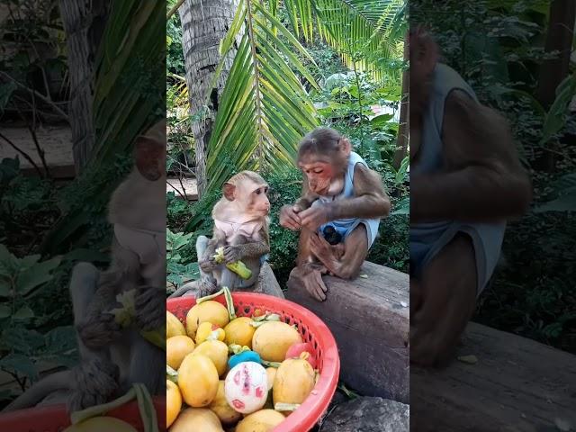 Baby monkey eating fruit #monkeydluffy #monkeysr #monkeychallenge #babymonkey #monkeyvideo #monkey