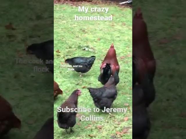 My cock and his flock. #funny #canada #explore #comedy #farming #homestead #rooster #jokes #memes