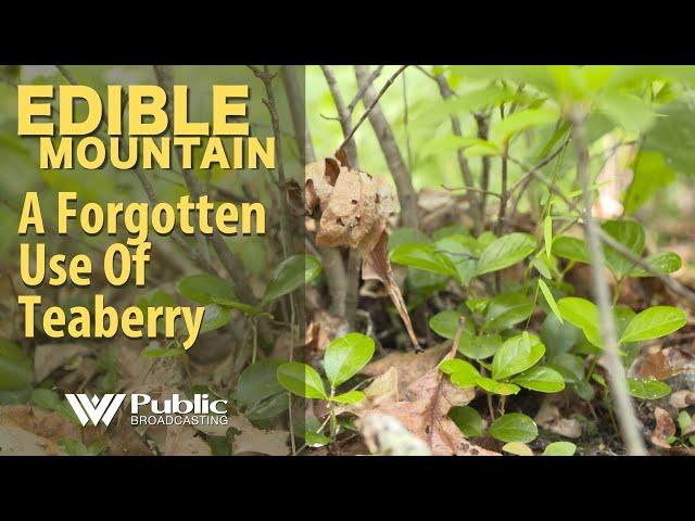 EDIBLE MOUNTAIN TEABERRY