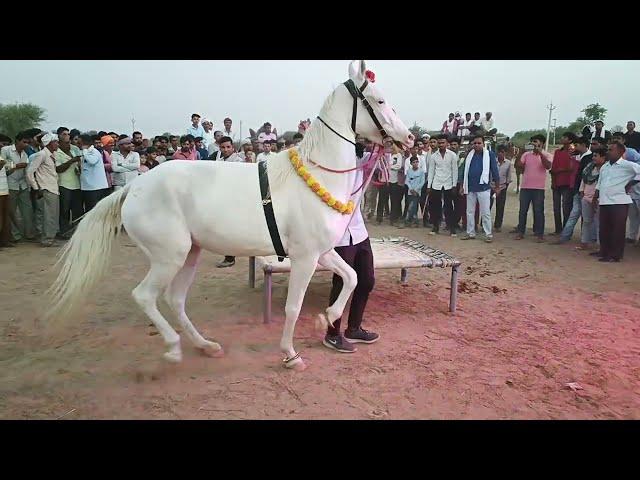 परफ्यूम लगाव चुन्नी पर डांस करना अब घोड़ी को भी डांस पसंद है |dancing hourse |Dancing Animals 0001