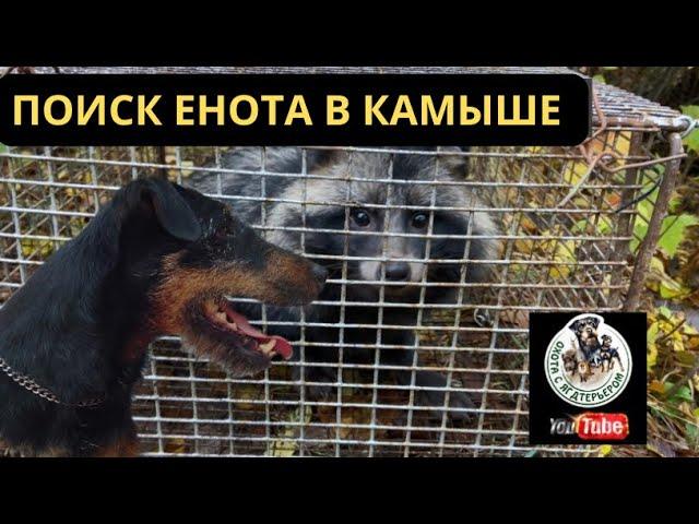 Охота с ягдтерьером , поиск енота в камыше, Fox Hunt with Jagdterrier