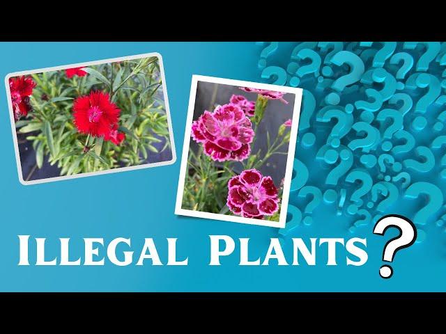 What's the deal with Patented plants? Should I have them in my nursery?