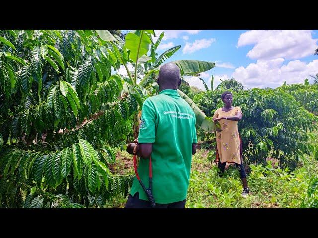 20 Years of Coffee Farming Wisdom: Proven Techniques for Coffee Farming in Northern Uganda