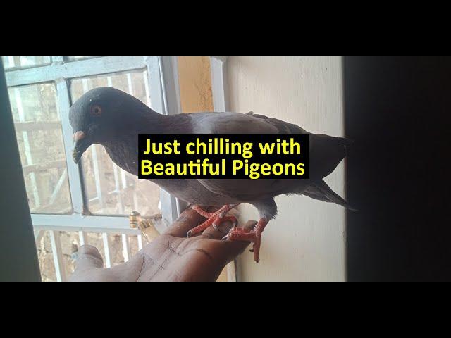 Beautiful Pigeons on my Window | Why pigeons fly into windows | Just chilling