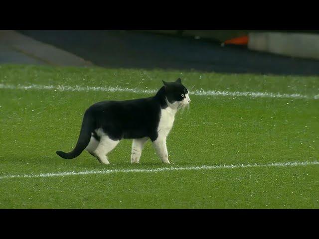 Animals On The Sports Pitch