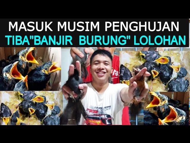 MASUK MUSIM PENGHUJAN KIOS SIGIT DI BANJIRI BURUNG" LOLOHAN DI PASAR BURUNG PRAMUKA HARI INI