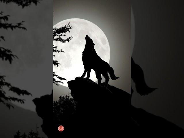 Wolf howling sound