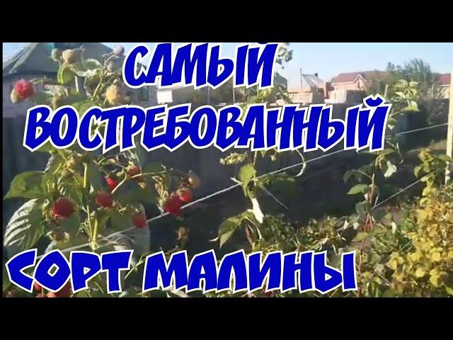 «ЛУЧШИЕ МИРОВЫЕ СОРТА малины:МАЛИНА (МАРАВИЛЛА)!»