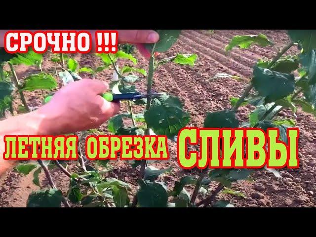 НЕ ОПОЗДАЙТЕ!!! Летняя обрезка СЛИВЫ / формируем крону