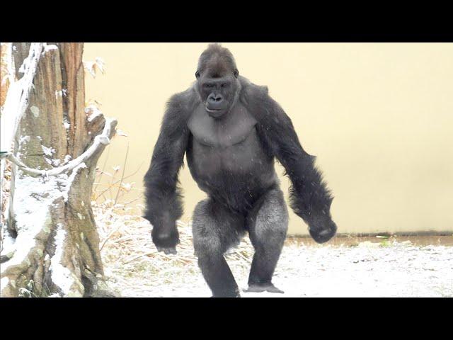 Kiyomasa is happy to see the first snow in two years️ Shabani family