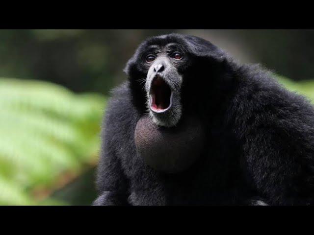 Siamang Apes are going wild again 