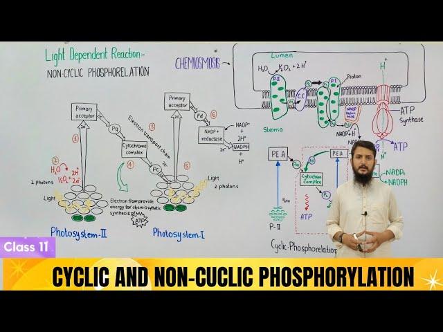 Light dependent reactions | Non cycle and cycle phosphorylation | chemiosmosis