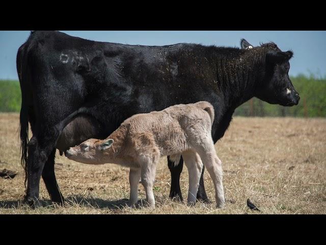 Cow-Calf Corner - Jan. 8, 2022