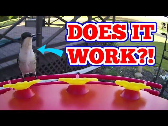 Get Up Close And Personal With This Hummingbird Feeder!