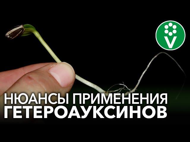 НЕ ИСПОЛЬЗУЙТЕ КОРНЕВИН И ГЕТЕРОАУКСИН, пока не посмотрите это видео! Важные особенности применения