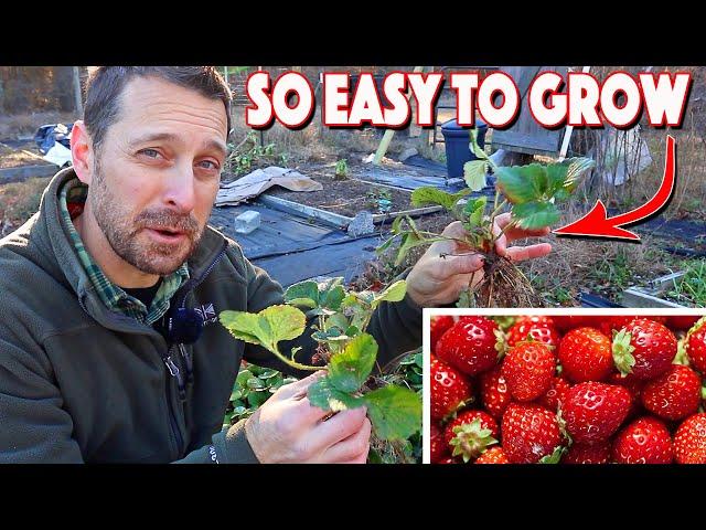 Growing Strawberries At Home Is Easy! Complete Growing Guide!