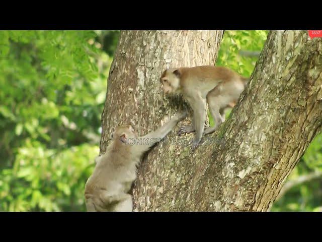 Monkey   Princess And Akot Monkey -George MonkeyJune18-2022, G-Maz..302..Amber