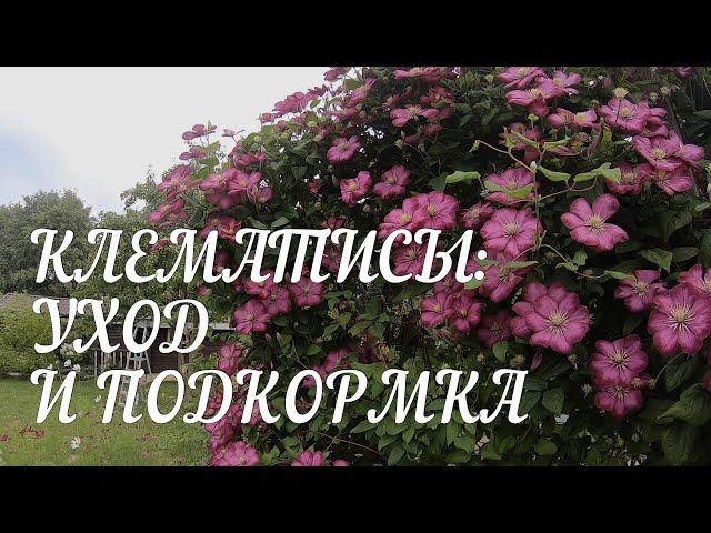 Клематисы: уход, подкормка, подготовка к зиме