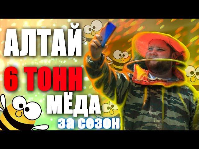 Пчеловодство. 6 ТОНН МЁДА??? Пасека на Алтае. Как добывают мед