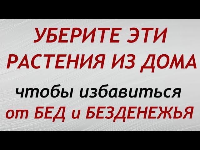 Уберите эти растения из дома, чтобы не накликать беду... Народные приметы и поверья.