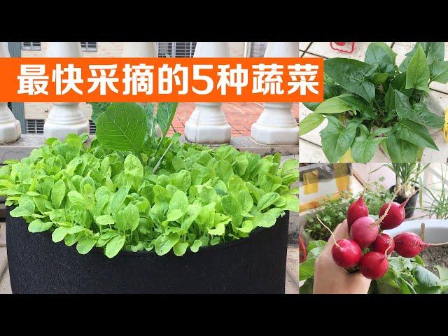 在阳台种植，最快采收的5种蔬菜｜The five fastest vegetables to harvest