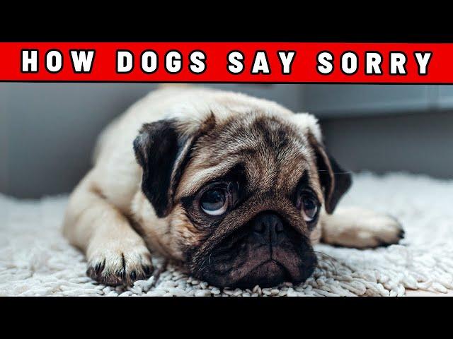 How Dogs Say Sorry! (Might Surprise You)