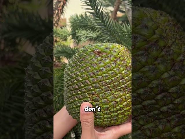 Giant Pinecone with Seeds 10x Bigger Than Pine Nuts!