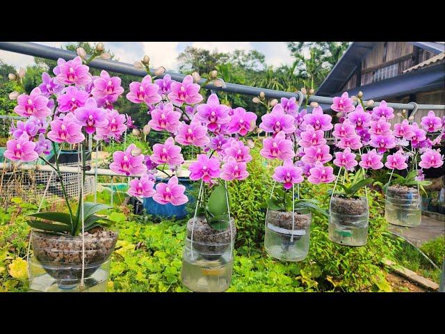 Hanging orchid garden does not need watering, flowers bloom continuously for 4 seasons