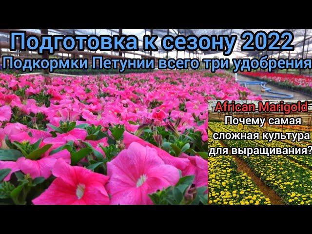 Мой способ подкормки Петунии от А до Я. ОЧЕНЬ ЛЕГКО и ПРОСТО/ Тагетисы самая сложная культура/ Всем