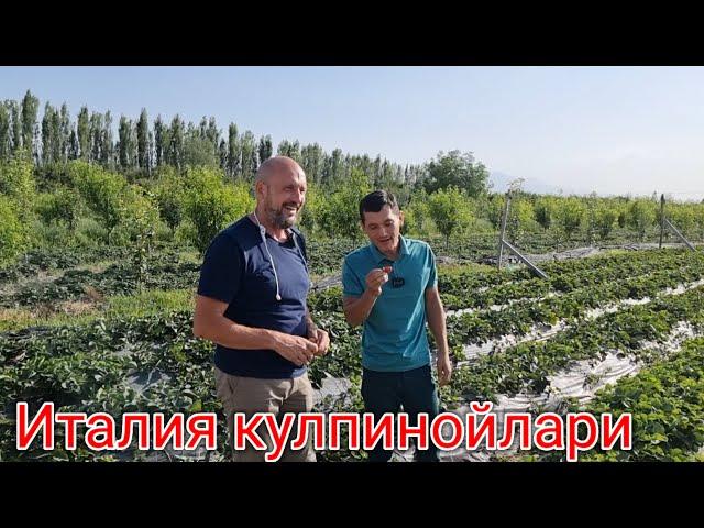 Италия кулпиной бизнеси кучатлари сотувда