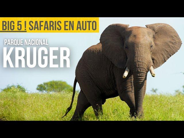 Cómo hacer un SAFARI en #KRUGER en AUTO de manera independiente. SELF-DRIVE GAME DRIVES