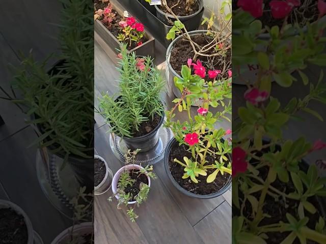 Bringing in plants for winter ‍