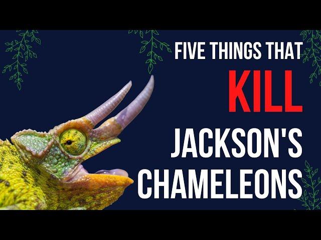 5 Things That Kill Jackson's Chameleons!