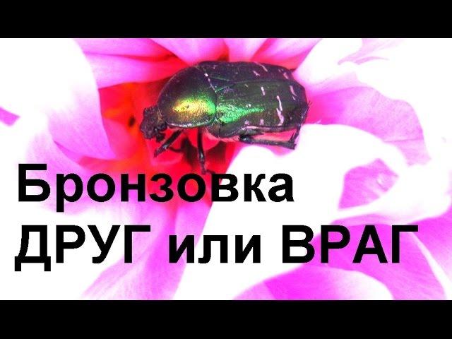 ЖУК БРОНЗОВКА. Польза или вред