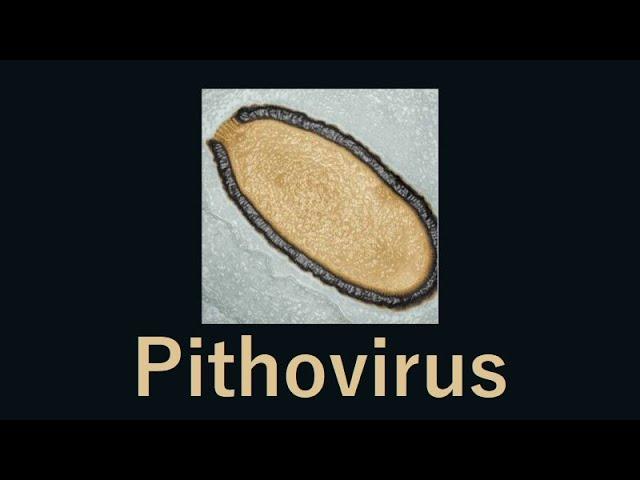 30,000 year old giant virus 'comes back to life' (Pithovirus)