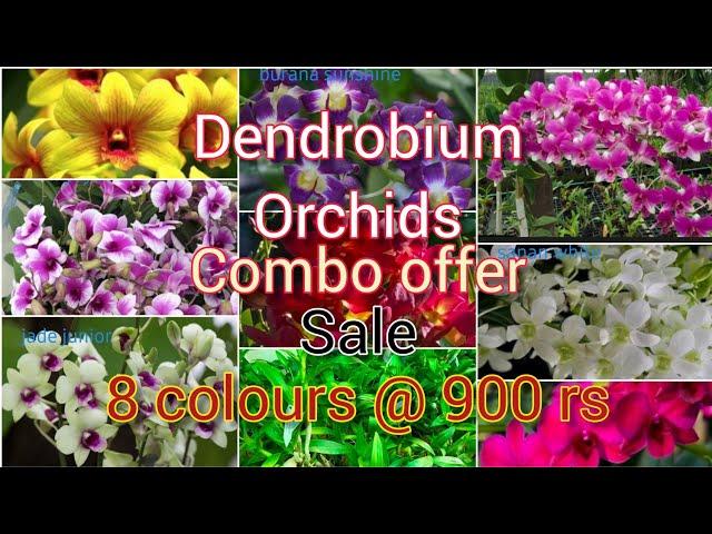 dendrobium orchids combo offer sale# WhatsApp only 7012407394#