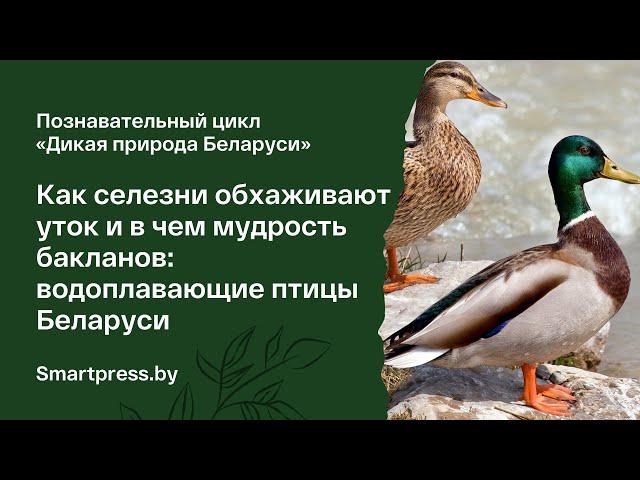 Как селезни обхаживают уток и в чем мудрость бакланов: рассказываем о водоплавающих птицах Беларуси