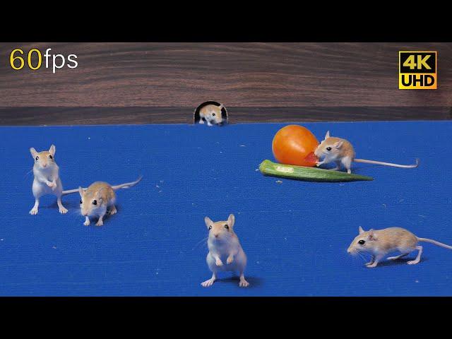 Cat TV for cats to watch | Mouse stealthy hide & seek and jerry hole fun 4k UHD 8 hours