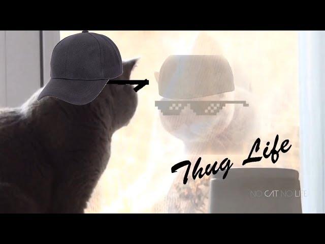 Thug Life Cats Compilation